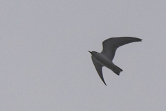 Chlidonias leucopterus