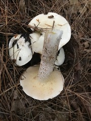 Suillus placidus