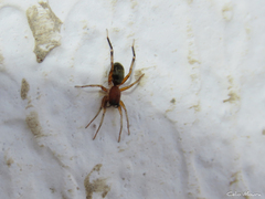 Castianeirinae