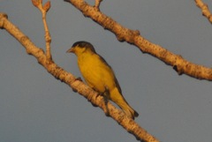 Spinus psaltria psaltria