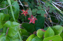 Castilleja miniata dixonii