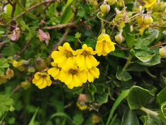 Tropaeolum hookerianum