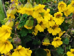 Tropaeolum hookerianum
