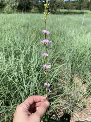 Desmodium sessilifolium