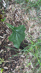 Arnoglossum atriplicifolium