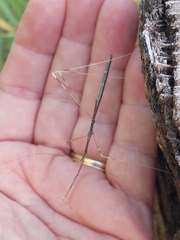 Emesaya brevipennis