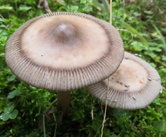 Amanita umbrinolutea
