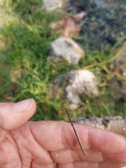 Emesaya brevipennis