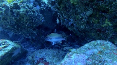 Plectorhinchus lessonii