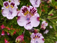 Alstroemeria pulchra