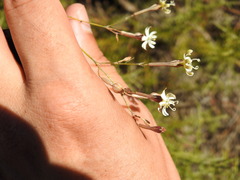 Silene portensis