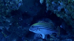Plectorhinchus lessonii