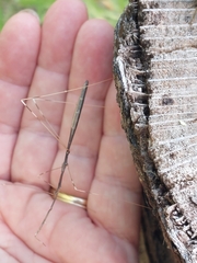 Emesaya brevipennis