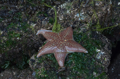 Dermasterias imbricata