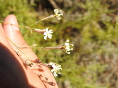 Silene portensis