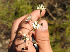 Silene portensis