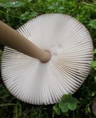 Amanita umbrinolutea