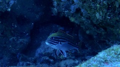 Plectorhinchus lessonii