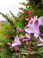 Alstroemeria pulchra