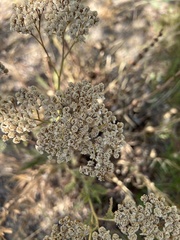 Achillea millefolium