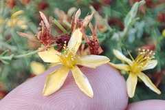 Hypericum triquetrifolium