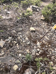 Erysimum franciscanum