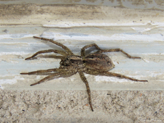 Pavocosa