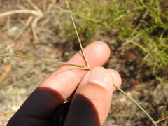 Silene portensis