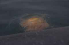 Phacellophora camtschatica