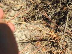Silene portensis
