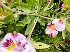 Alstroemeria pulchra