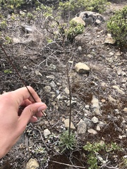 Erysimum franciscanum