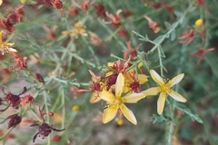 Hypericum triquetrifolium