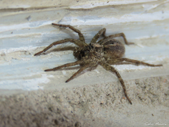Pavocosa