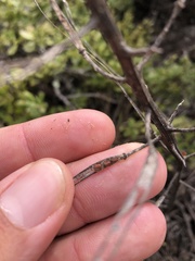 Erysimum franciscanum