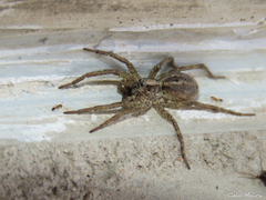 Pavocosa