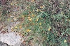 Hypericum triquetrifolium