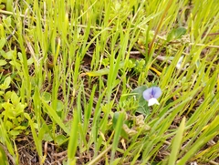 Lathyrus berteroanus