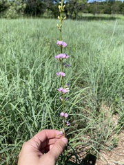 Desmodium sessilifolium