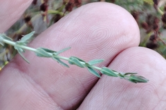 Hypericum triquetrifolium