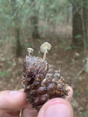 Strobilurus tenacellus