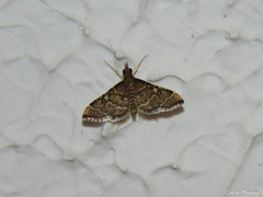 Steniini