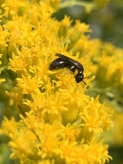 Hylaeus communis