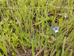 Lathyrus berteroanus