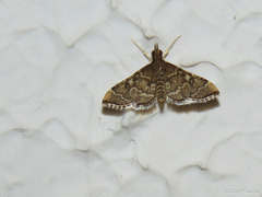 Steniini