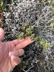 Arctostaphylos pacifica
