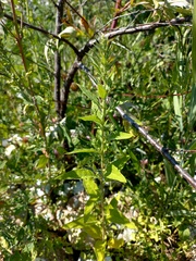 Axyris amaranthoides