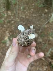 Strobilurus tenacellus