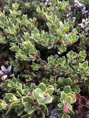 Arctostaphylos pacifica