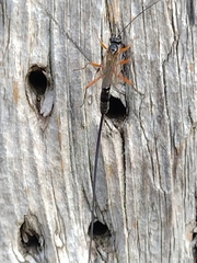 Ichneumonoidea